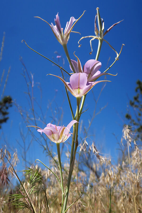 sagebrush mariposa lily (Calochortus macrocarpus) [Forest Road 57, Crooked River National Grassland, Jefferson County, Oregon]