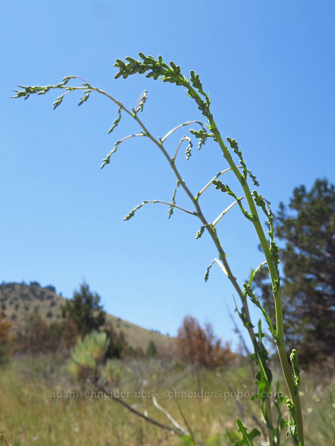 prickly lettuce, budding (Lactuca serriola) [Forest Road 57, Crooked River National Grassland, Jefferson County, Oregon]