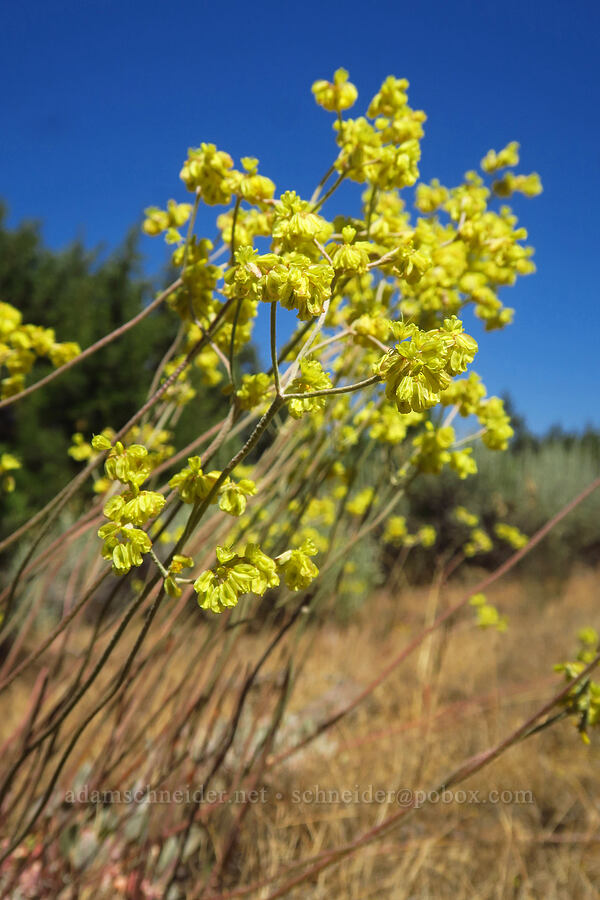 Goose Lake buckwheat (Eriogonum strictum var. anserinum) [Forest Road 57, Crooked River National Grassland, Jefferson County, Oregon]