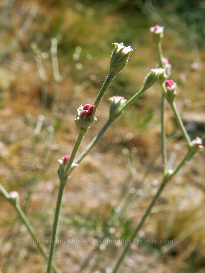 Blue Mountain buckwheat (Eriogonum strictum var. proliferum) [Forest Road 5710, Crooked River National Grassland, Jefferson County, Oregon]