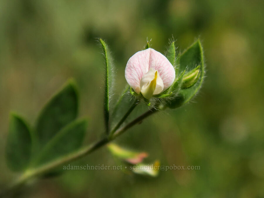 Spanish lotus (Acmispon americanus (Lotus purshianus)) [Forest Road 5710, Crooked River National Grassland, Jefferson County, Oregon]