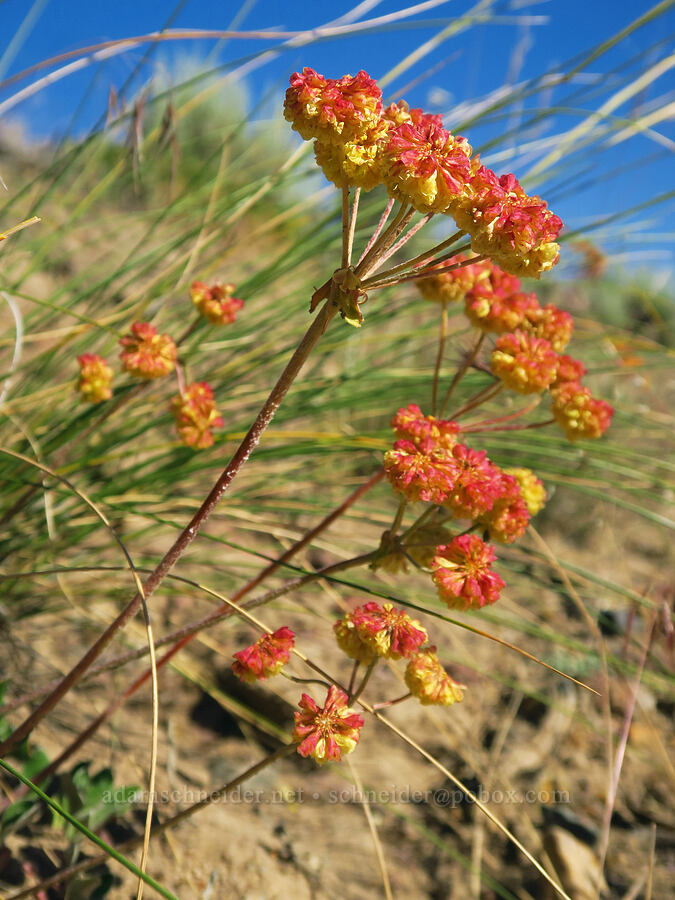 sulphur-flower buckwheat (Eriogonum umbellatum) [Crooked River Highway, Crook County, Oregon]