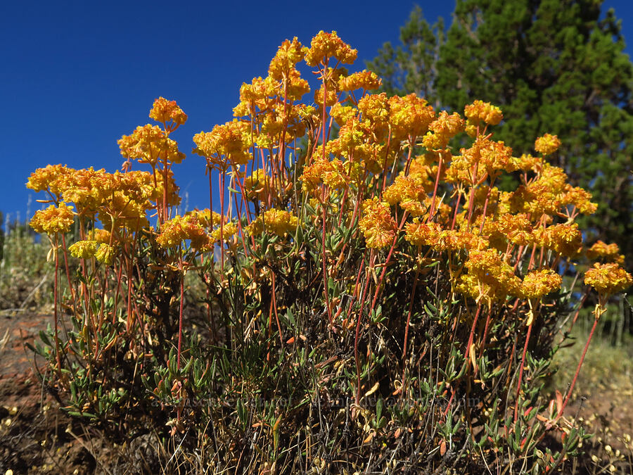 rock buckwheat (Eriogonum sphaerocephalum) [Crooked River Highway, Crook County, Oregon]