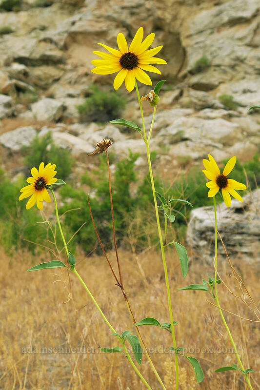 prairie sunflower (Helianthus petiolaris) [Fossil Discovery Trail, Dinosaur National Monument, Uintah County, Utah]