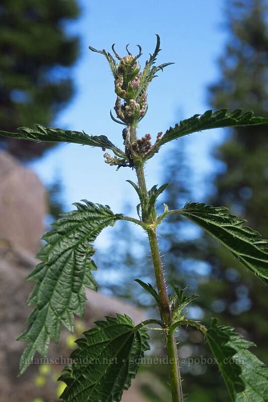stinging nettle (Urtica gracilis (Urtica dioica ssp. gracilis)) [Crag Crest Trail, Grand Mesa National Forest, Delta County, Colorado]