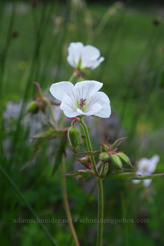 Richardson's geranium (Geranium richardsonii) [Crag Crest Trail, Grand Mesa National Forest, Delta County, Colorado]