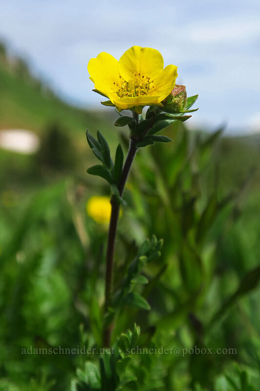 mountain avens (Geum rossii var. turbinatum) [Kennebec Pass, San Juan National Forest, La Plata County, Colorado]