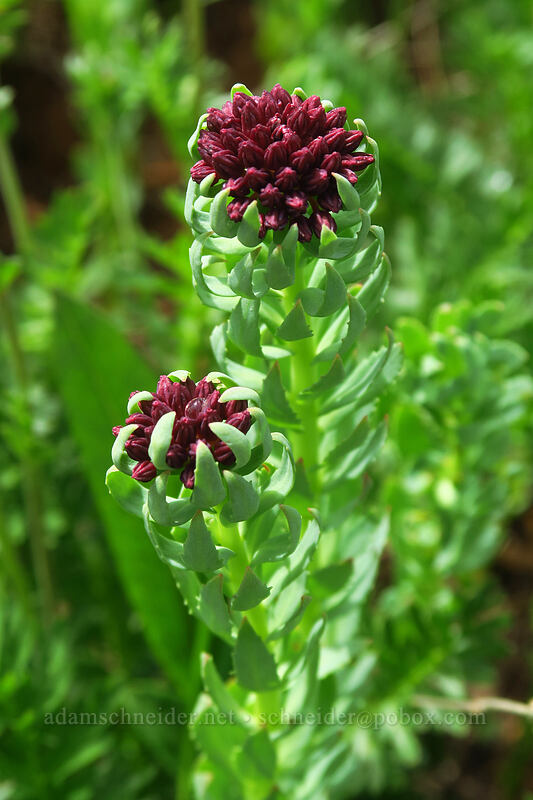 king's crown (rose-root), budding (Rhodiola integrifolia) [Kennebec Pass, San Juan National Forest, La Plata County, Colorado]