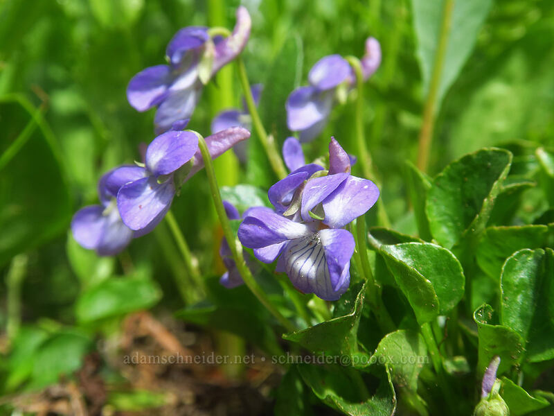 small blue violets (Viola bellidifolia (Viola adunca var. bellidifolia)) [Kennebec Pass, San Juan National Forest, La Plata County, Colorado]