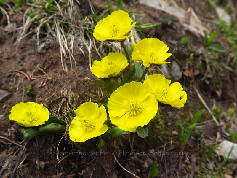 Rocky Mountain buttercups (Ranunculus macauleyi) [northwest of Kennebec Pass, San Juan National Forest, La Plata County, Colorado]