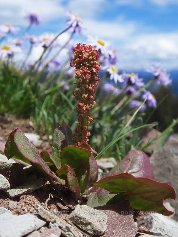 alpine sorrel (Oxyria digyna) [northwest of Kennebec Pass, San Juan National Forest, La Plata County, Colorado]
