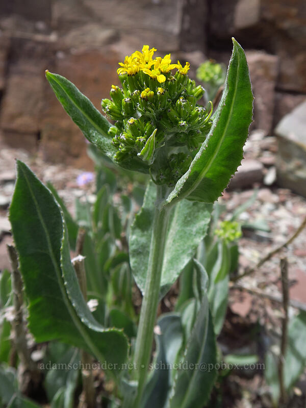 black-tipped ragwort (Senecio atratus) [northwest of Kennebec Pass, San Juan National Forest, La Plata County, Colorado]