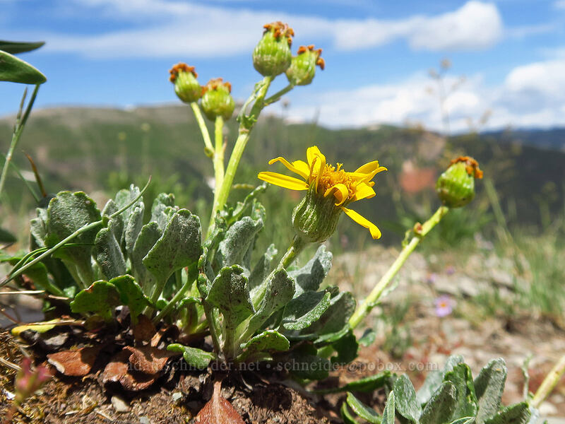 Werner's (hoary) groundsel (Packera werneriifolia (Senecio werneriifolius)) [northwest of Kennebec Pass, San Juan National Forest, La Plata County, Colorado]