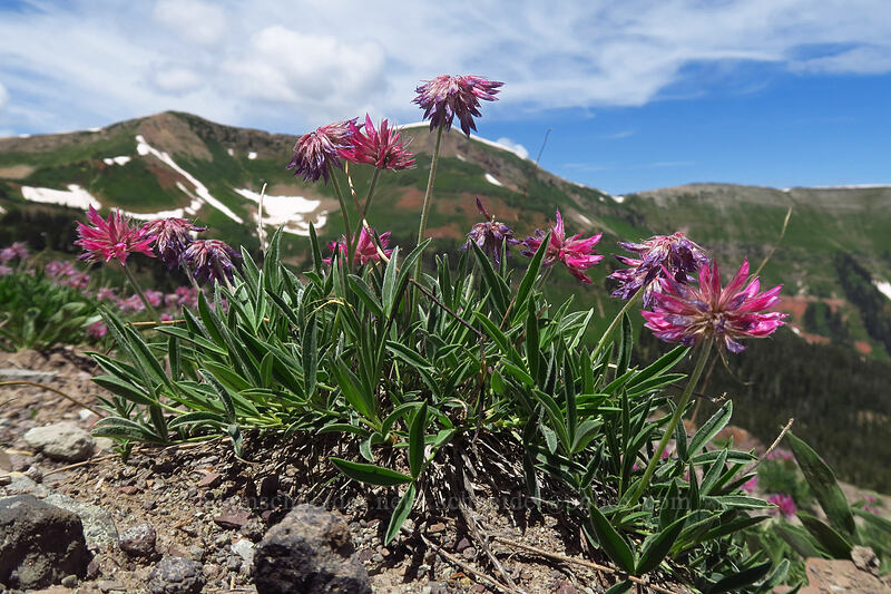 Rocky Mountain clover (Trifolium attenuatum) [northwest of Kennebec Pass, San Juan National Forest, La Plata County, Colorado]