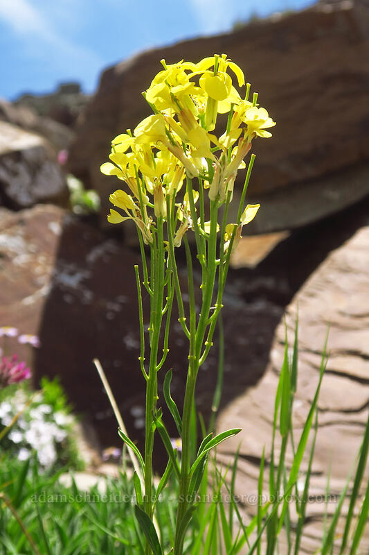 wallflower (Erysimum capitatum) [northwest of Kennebec Pass, San Juan National Forest, La Plata County, Colorado]