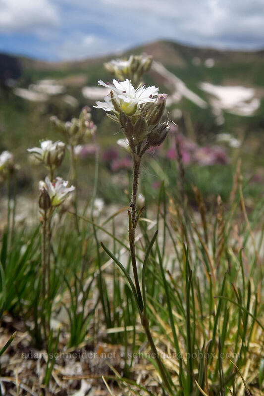 Fendler's sandwort (Eremogone fendleri (Arenaria fendleri)) [northwest of Kennebec Pass, San Juan National Forest, La Plata County, Colorado]