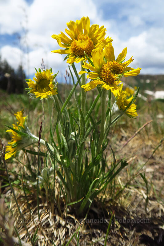 alpine sunflower (old-man-of-the-mountain) (Hymenoxys grandiflora (Tetraneuris grandiflora)) [northwest of Kennebec Pass, San Juan National Forest, La Plata County, Colorado]