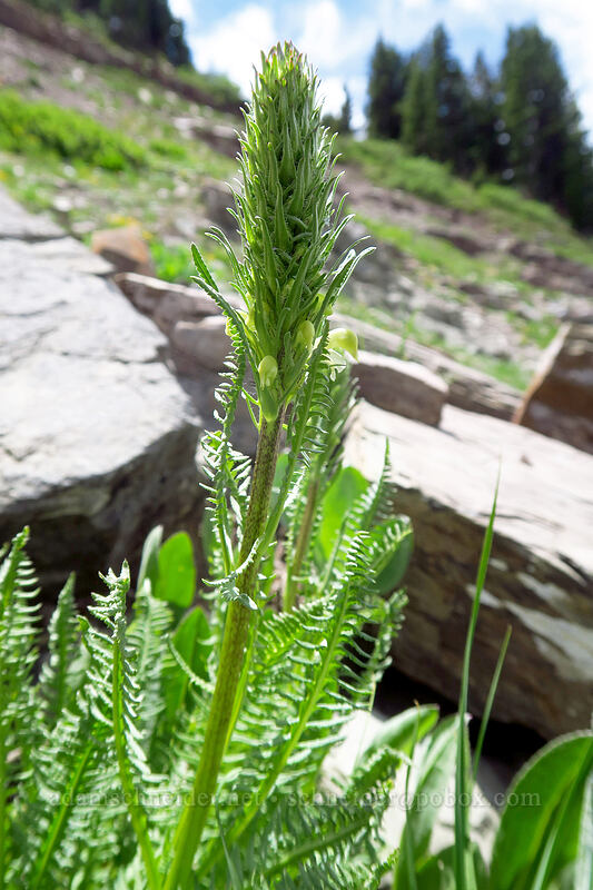 Parry's lousewort (Pedicularis parryi) [northwest of Kennebec Pass, San Juan National Forest, La Plata County, Colorado]