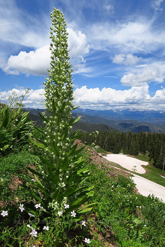 monument plant (Frasera speciosa) [northwest of Kennebec Pass, San Juan National Forest, La Plata County, Colorado]