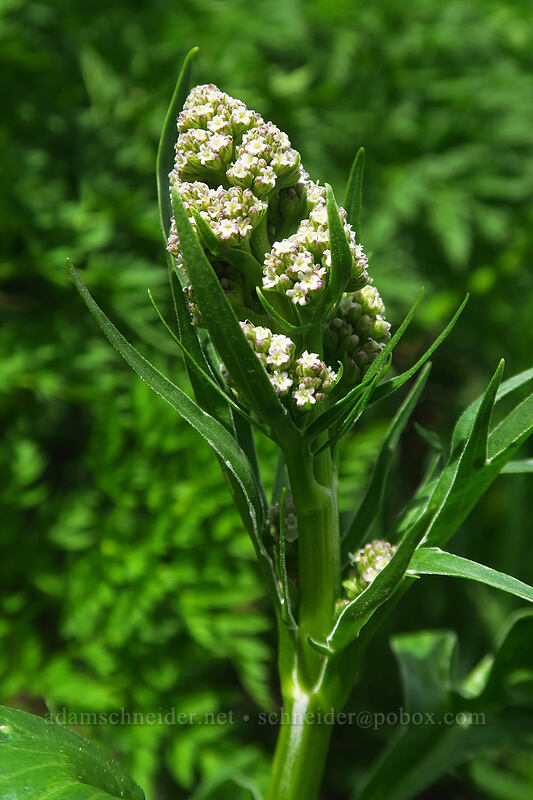 edible valerian (Valeriana edulis) [northwest of Kennebec Pass, San Juan National Forest, La Plata County, Colorado]