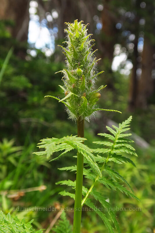 bracted lousewort (Pedicularis bracteosa) [northwest of Kennebec Pass, San Juan National Forest, La Plata County, Colorado]