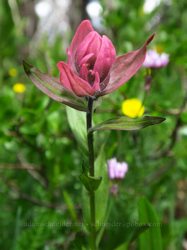 rosy paintbrush (Castilleja rhexiifolia) [northwest of Kennebec Pass, San Juan National Forest, La Plata County, Colorado]