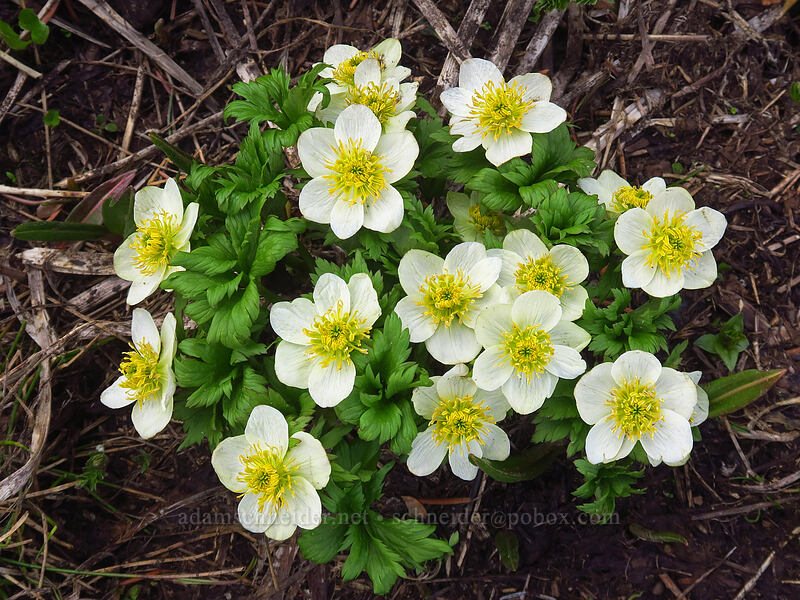 white globe-flowers (Trollius albiflorus (Trollius laxus ssp. albiflorus)) [northwest of Kennebec Pass, San Juan National Forest, La Plata County, Colorado]