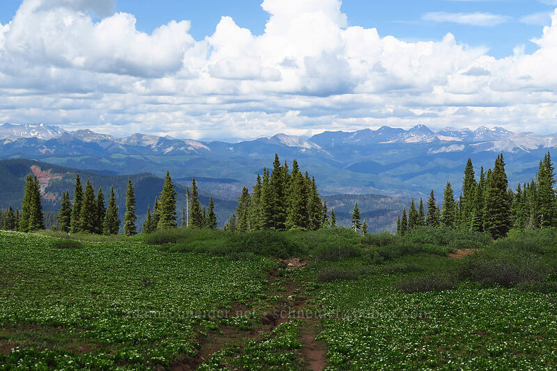 view to the north [Kennebec Pass, San Juan National Forest, La Plata County, Colorado]
