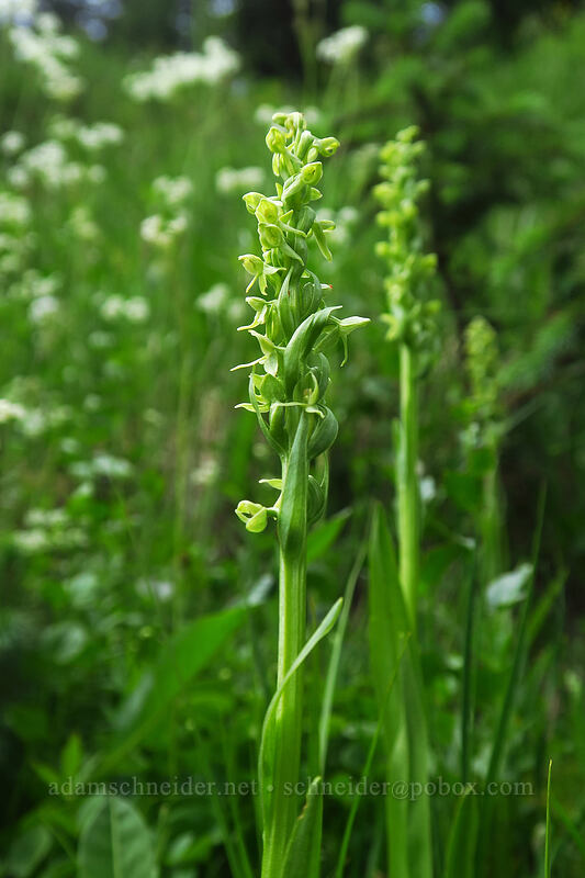 green bog orchid (Platanthera huronensis (Platanthera hyperborea var. huronensis)) [La Plata Canyon, San Juan National Forest, La Plata County, Colorado]