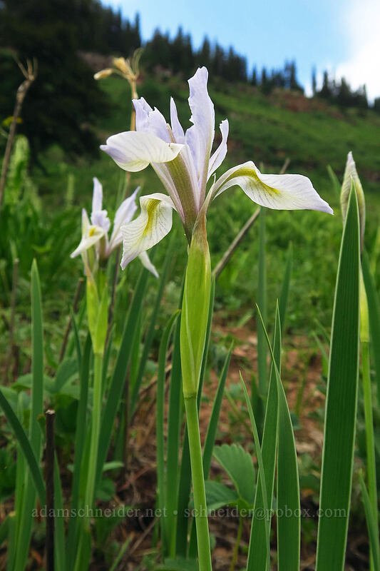 Rocky Mountain iris (Iris missouriensis) [La Plata Canyon, San Juan National Forest, La Plata County, Colorado]
