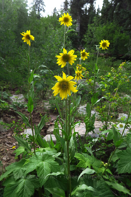 Aspen sunflowers (Helianthella quinquenervis) [La Plata Canyon, San Juan National Forest, La Plata County, Colorado]