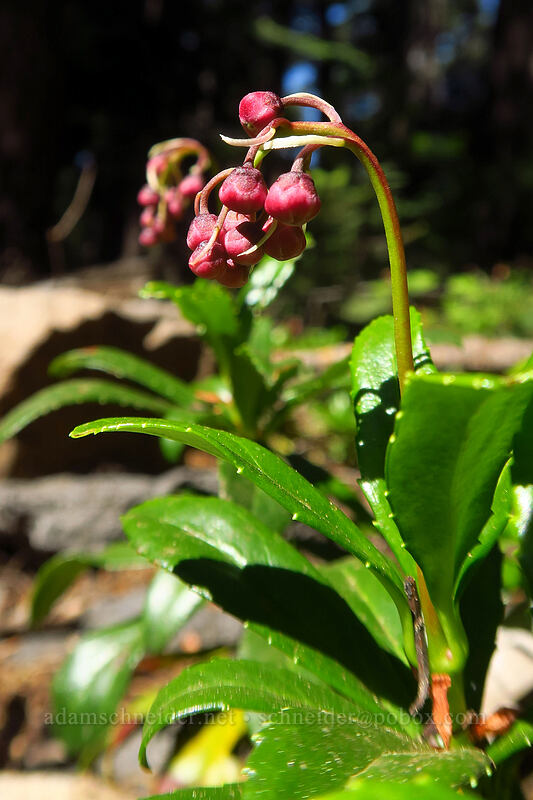 pipsissewa, budding (Chimaphila umbellata) [Mt. McLoughlin Trail, Sky Lakes Wilderness, Klamath County, Oregon]