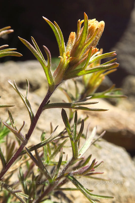 cobwebby paintbrush (Castilleja arachnoidea) [Mt. McLoughlin Trail, Sky Lakes Wilderness, Jackson County, Oregon]