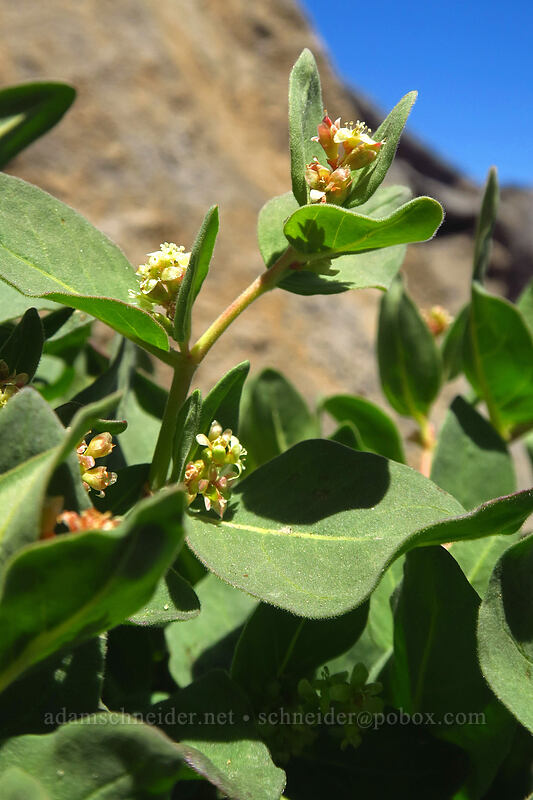 Davis' knotweed (Aconogonon davisiae (Koenigia davisiae) (Polygonum newberryi)) [Mt. McLoughlin Trail, Sky Lakes Wilderness, Jackson County, Oregon]