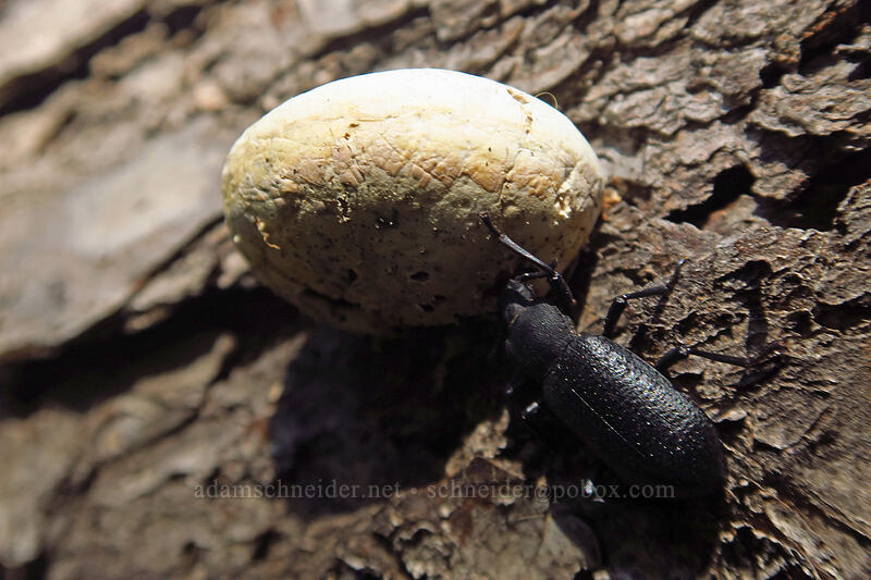 white fungus & black beetle [Mt. McLoughlin Trail, Sky Lakes Wilderness, Klamath County, Oregon]