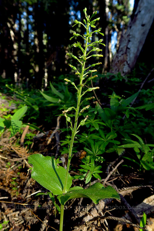 northwestern twayblade (Neottia banksiana (Listera caurina)) [Mt. McLoughlin Trail, Sky Lakes Wilderness, Klamath County, Oregon]