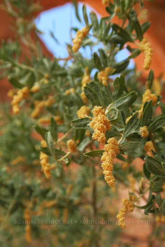 salt-bush male flowers (Atriplex canescens) [Looking Glass Rock, San Juan County, Utah]