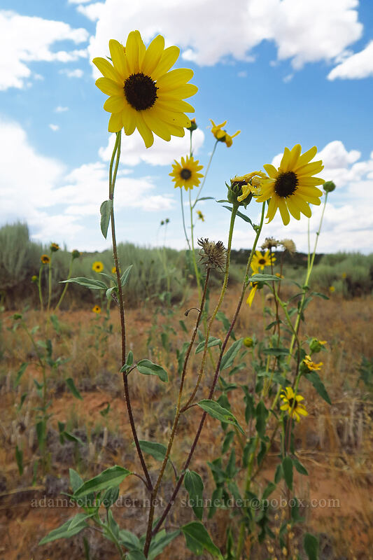 sunflower (Helianthus annuus) [Looking Glass Road, San Juan County, Utah]