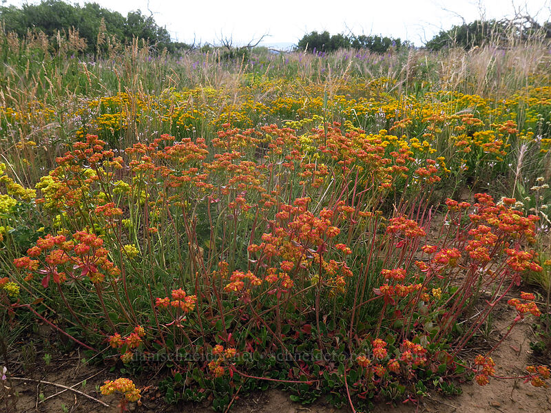 sulphur-flower buckwheat (Eriogonum umbellatum) [Park Point, Mesa Verde National Park, Montezuma County, Colorado]