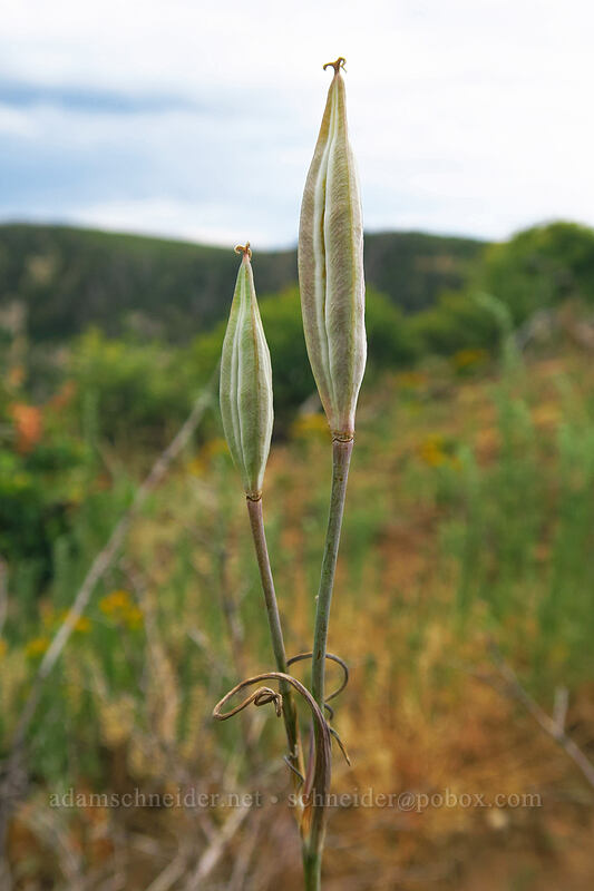 mariposa lily seed-pods (Calochortus sp.) [Geologic Overlook, Mesa Verde National Park, Montezuma County, Colorado]