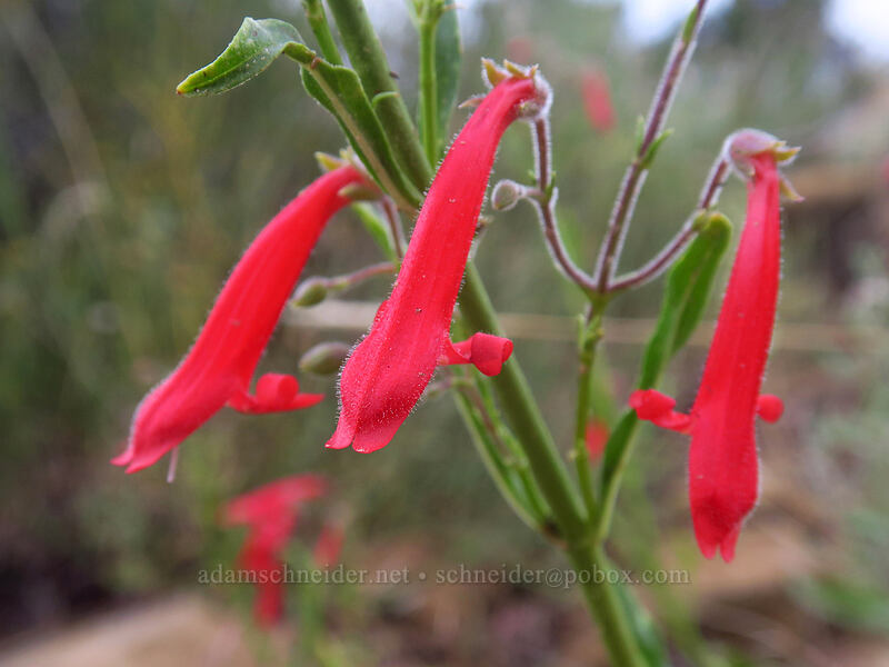 scarlet penstemon (Penstemon barbatus) [Spruce Canyon Trail, Mesa Verde National Park, Montezuma County, Colorado]