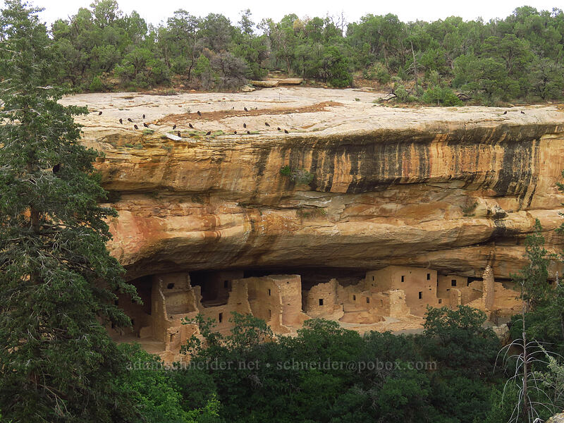 Spruce Tree House (and vultures) [Spruce Canyon Trail, Mesa Verde National Park, Montezuma County, Colorado]