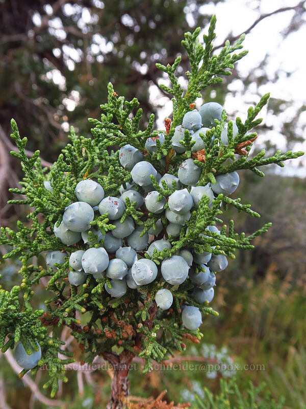 Utah juniper berries (Juniperus osteosperma) [Spruce Canyon Trail, Mesa Verde National Park, Montezuma County, Colorado]