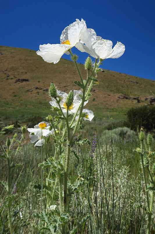 pricky poppy (chicalote) (Argemone munita) [Lamoille Canyon Road, Elko County, Nevada]
