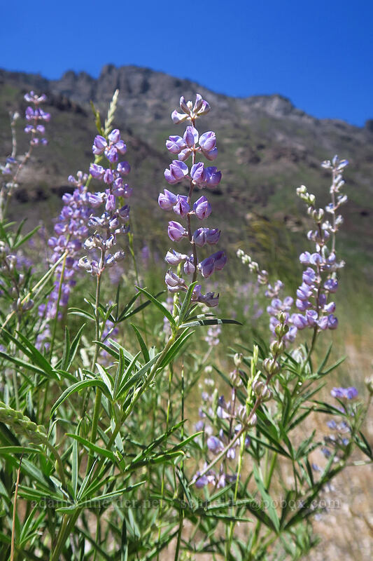 lupines (Lupinus sp.) [Lamoille Canyon Road, Humboldt-Toiyabe National Forest, Elko County, Nevada]