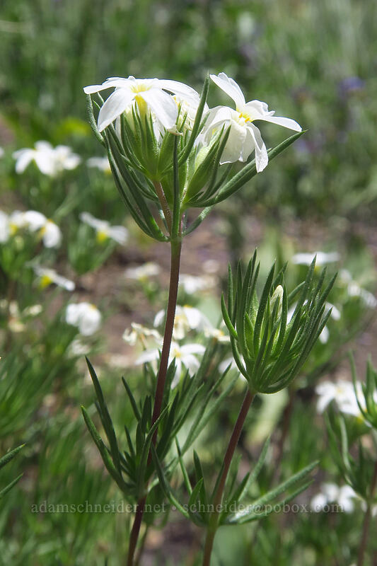 Nuttall's linanthus (Leptosiphon nuttallii (Linanthus nuttallii)) [Lamoille Canyon Road, Humboldt-Toiyabe National Forest, Elko County, Nevada]