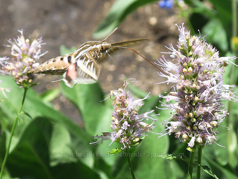 sphinx moth & horse-mint (Hyles lineata, Agastache urticifolia) [Lamoille Canyon Road, Humboldt-Toiyabe National Forest, Elko County, Nevada]
