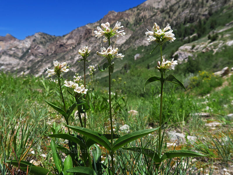 white-flowered penstemon (Penstemon pratensis) [Lamoille Canyon Road, Humboldt-Toiyabe National Forest, Elko County, Nevada]