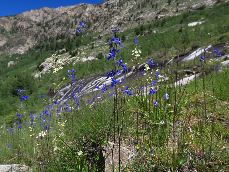 dwarf larkspur & mountain death-camas (Delphinium depauperatum, Anticlea elegans (Zigadenus elegans)) [Lamoille Canyon Road, Humboldt-Toiyabe National Forest, Elko County, Nevada]