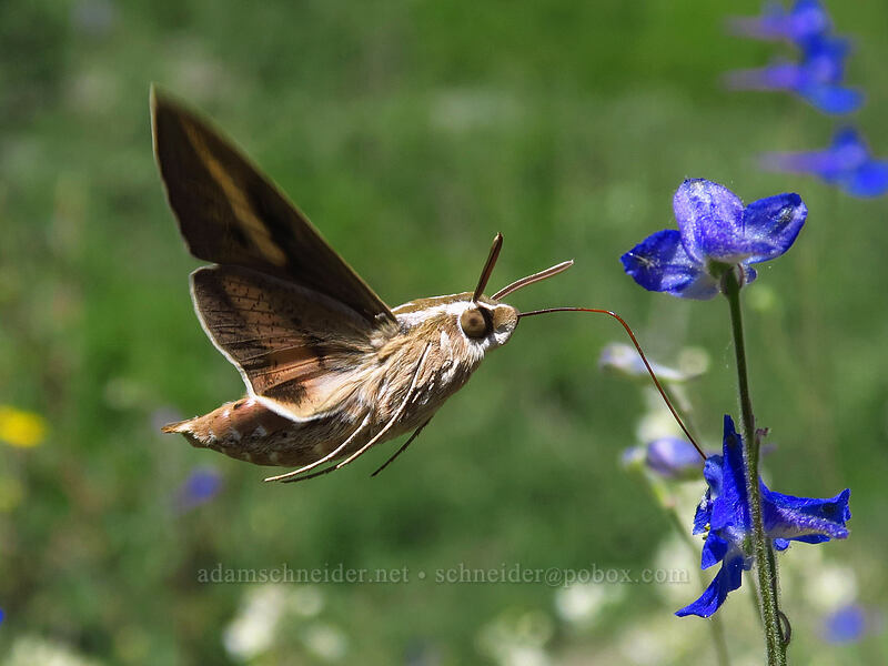 white-lined sphinx moth & larkspur (Hyles lineata, Delphinium depauperatum) [Lamoille Canyon Road, Humboldt-Toiyabe National Forest, Elko County, Nevada]